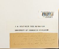 Fontinalis dalecarlica image