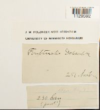 Fontinalis dalecarlica image