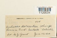 Fontinalis dalecarlica image