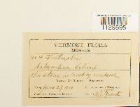 Fontinalis dalecarlica image