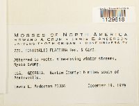 Media resource of Fontinalis flaccida