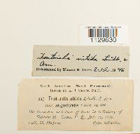 Fontinalis hypnoides image