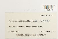 Fontinalis hypnoides image