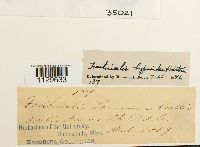 Fontinalis hypnoides image