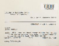 Fontinalis hypnoides image