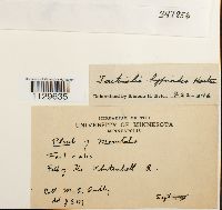 Fontinalis hypnoides image