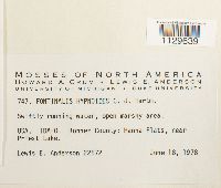 Fontinalis hypnoides image