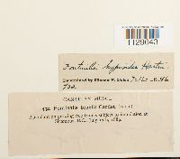 Fontinalis hypnoides image