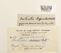 Fontinalis hypnoides image