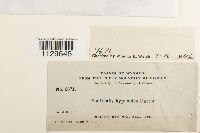 Fontinalis hypnoides image