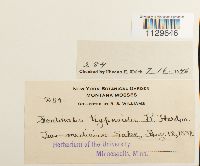 Fontinalis hypnoides image