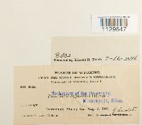 Fontinalis hypnoides image