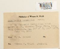 Fontinalis hypnoides image