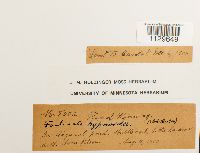 Fontinalis hypnoides image