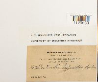 Fontinalis hypnoides image