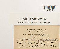 Fontinalis hypnoides image