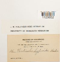 Fontinalis hypnoides image