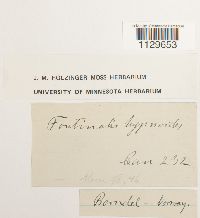 Fontinalis hypnoides image