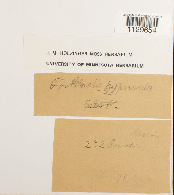 Fontinalis hypnoides image