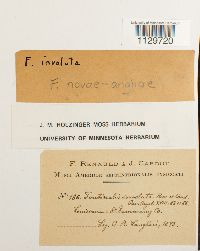 Fontinalis novae-angliae image