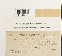 Fontinalis novae-angliae image