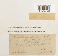 Fontinalis novae-angliae image