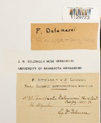 Fontinalis novae-angliae image