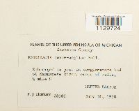 Fontinalis novae-angliae image