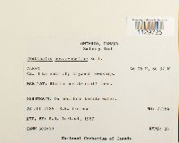 Fontinalis novae-angliae image