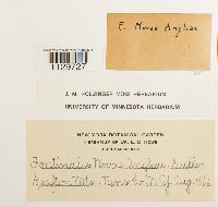 Fontinalis novae-angliae image