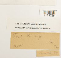 Fontinalis novae-angliae image