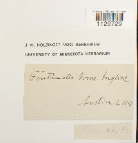 Fontinalis novae-angliae image