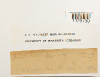 Fontinalis novae-angliae image