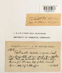 Fontinalis novae-angliae image