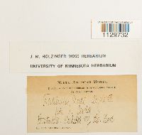 Fontinalis novae-angliae image