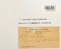 Fontinalis novae-angliae image