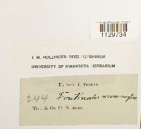 Fontinalis novae-angliae image