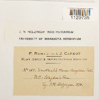 Fontinalis novae-angliae image