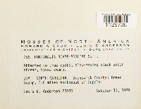 Fontinalis novae-angliae image