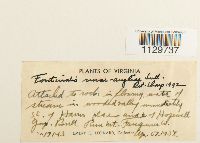 Fontinalis novae-angliae image