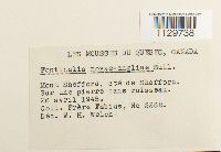 Fontinalis novae-angliae image