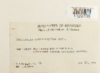 Fontinalis novae-angliae image