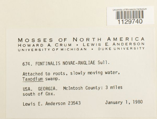 Fontinalis novae-angliae image