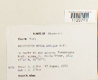 Fontinalis novae-angliae image