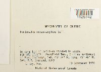 Fontinalis novae-angliae image