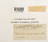 Fontinalis novae-angliae image