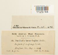 Fontinalis novae-angliae image