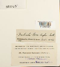 Fontinalis novae-angliae image