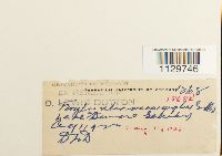 Fontinalis novae-angliae image