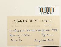 Fontinalis novae-angliae image